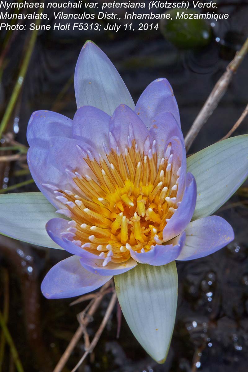 Nymphaea nouchali var. petersiana