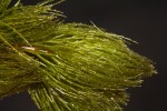 Ceratophyllum demersum var. demersum