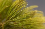 Ceratophyllum demersum var. demersum