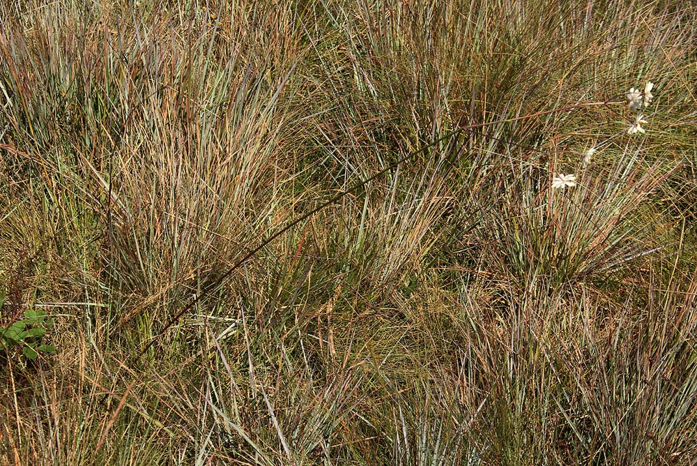 Anemone transvaalensis