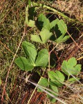 Anemone transvaalensis