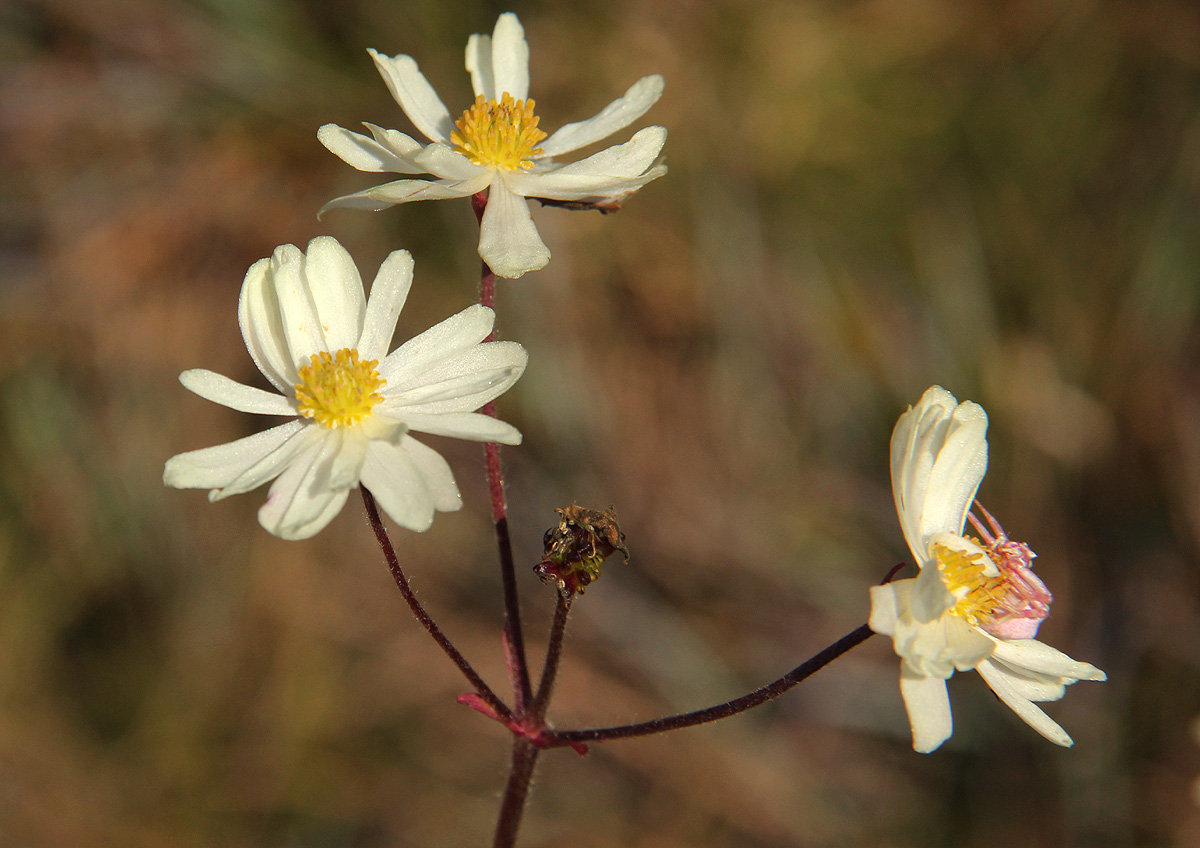 Anemone transvaalensis