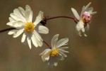 Anemone transvaalensis