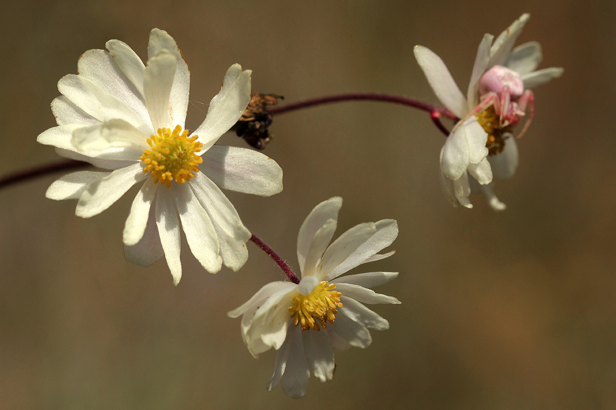 Anemone transvaalensis