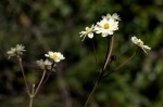 Anemone transvaalensis