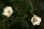 Anemone transvaalensis