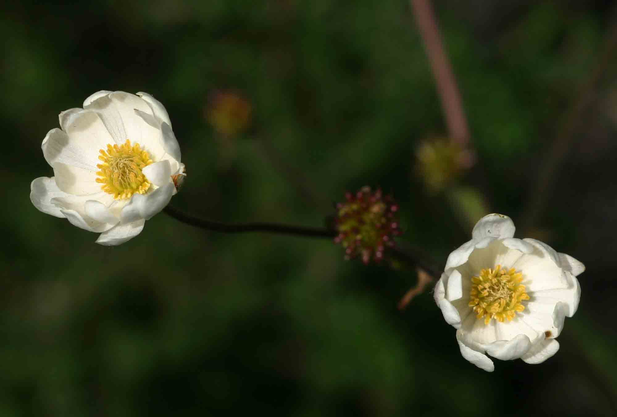 Anemone transvaalensis