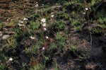 Anemone transvaalensis