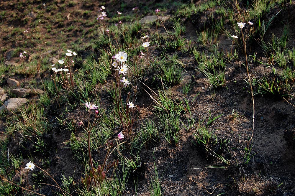Anemone transvaalensis