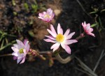 Anemone transvaalensis