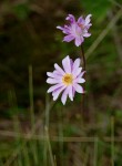Anemone transvaalensis