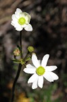 Anemone transvaalensis