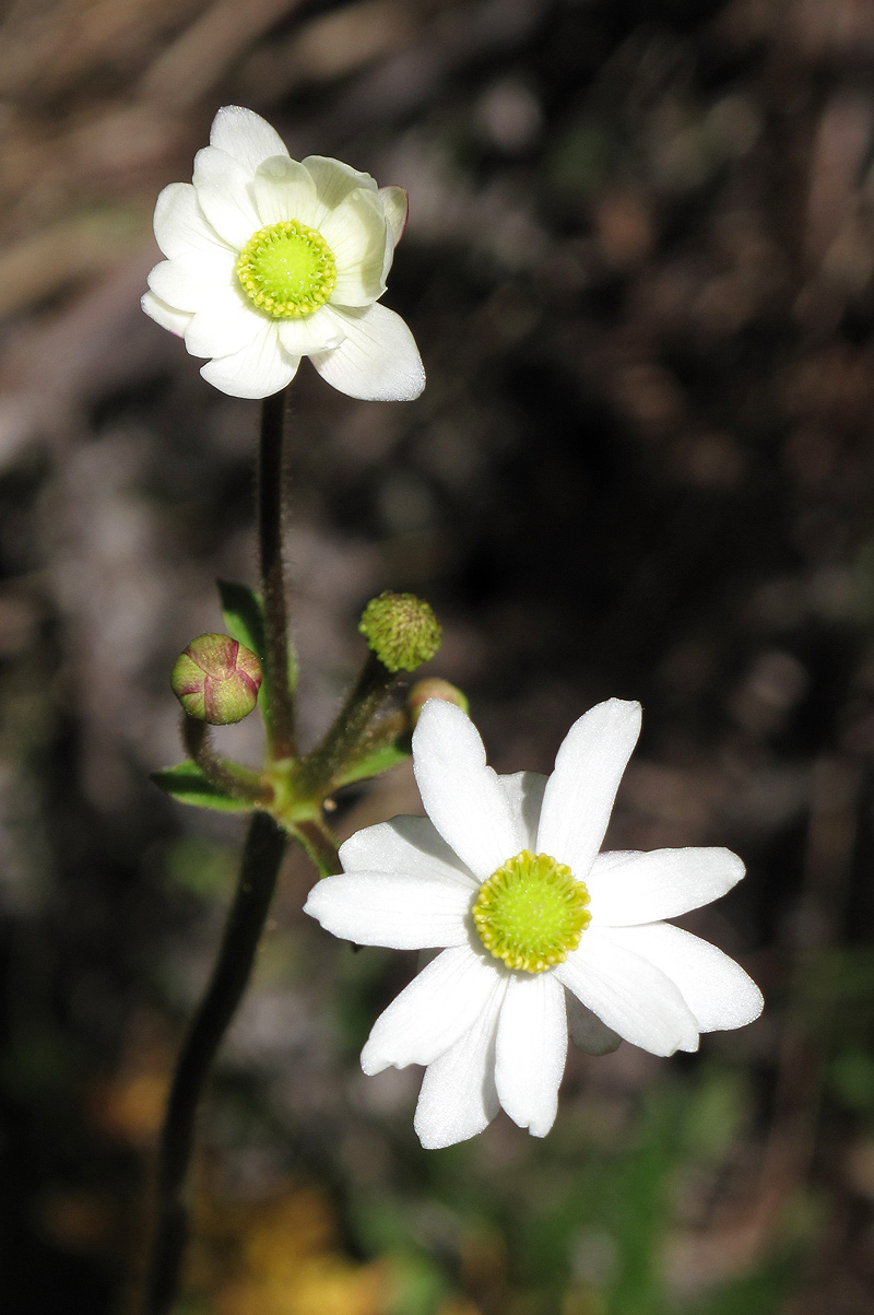 Anemone transvaalensis