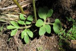 Anemone transvaalensis