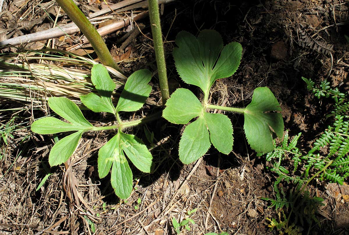 Anemone transvaalensis