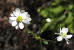 Anemone transvaalensis