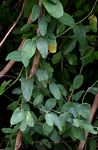 Cocculus hirsutus