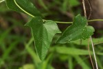 Cocculus hirsutus