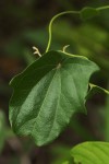 Cocculus hirsutus