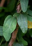 Cocculus hirsutus