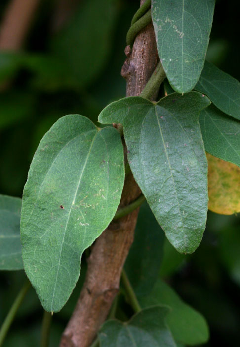 Cocculus hirsutus