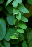 Cocculus hirsutus