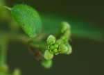 Cocculus hirsutus