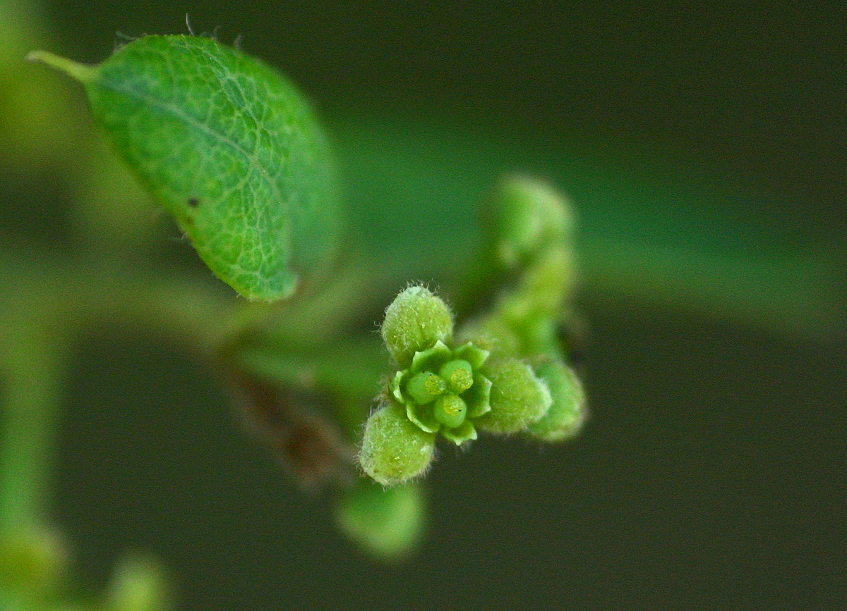 Cocculus hirsutus