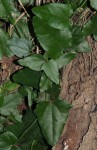 Cocculus hirsutus