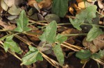 Cocculus hirsutus