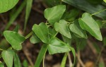 Cocculus hirsutus
