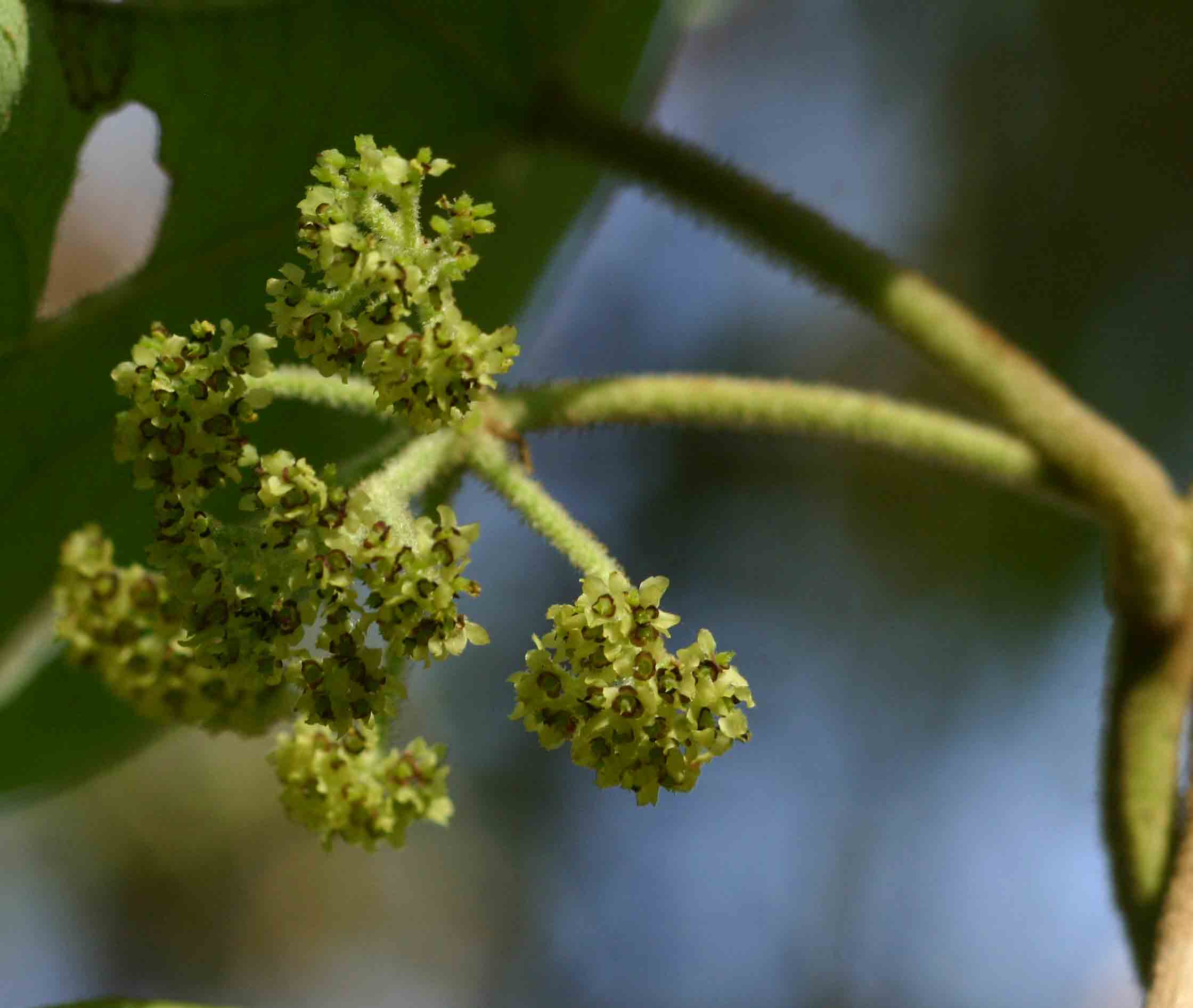Stephania abyssinica var. tomentella