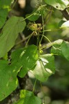 Cissampelos pareira var. hirsuta