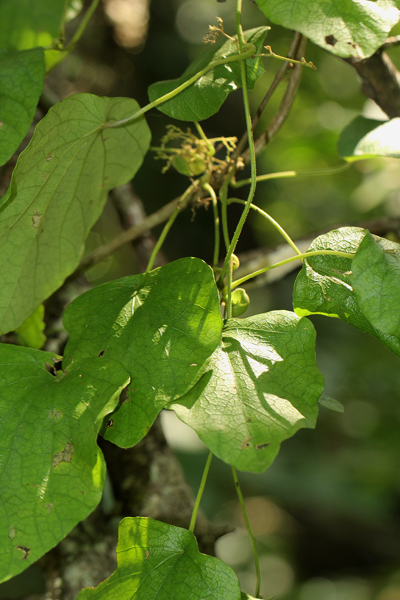 Cissampelos pareira var. hirsuta