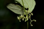 Cissampelos pareira var. hirsuta