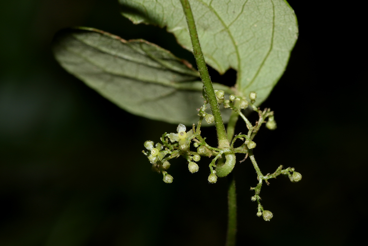 Cissampelos pareira var. hirsuta