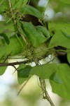 Cissampelos pareira var. hirsuta
