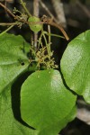 Cissampelos pareira var. hirsuta