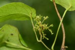 Cissampelos pareira var. hirsuta
