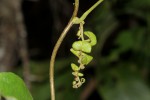 Cissampelos pareira var. hirsuta
