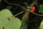 Cissampelos pareira var. hirsuta