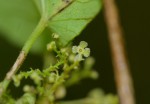 Cissampelos pareira var. hirsuta