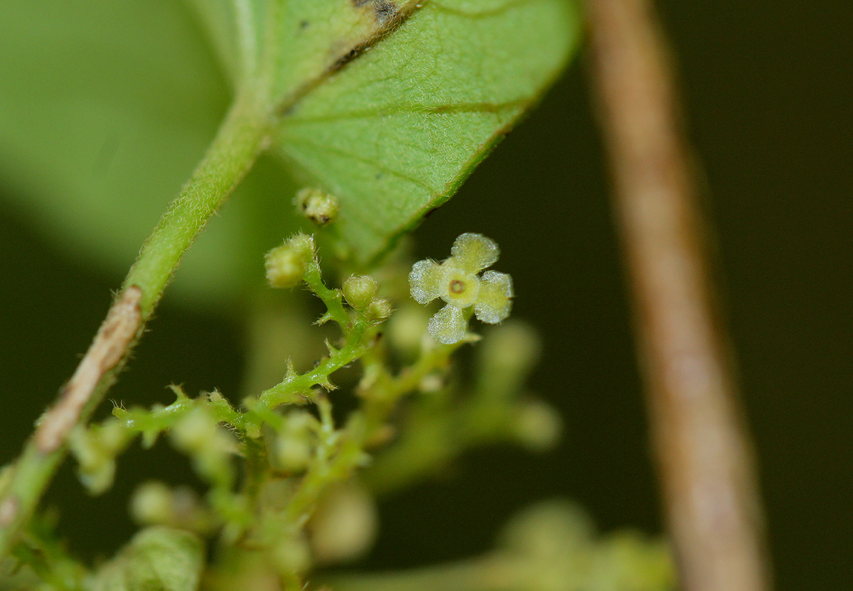 Cissampelos pareira var. hirsuta