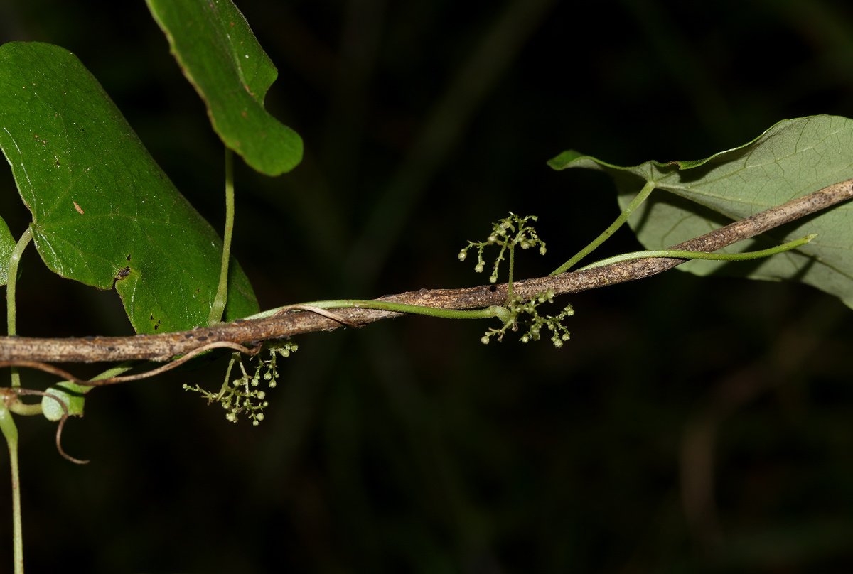 Cissampelos pareira var. hirsuta