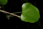 Cissampelos pareira var. hirsuta