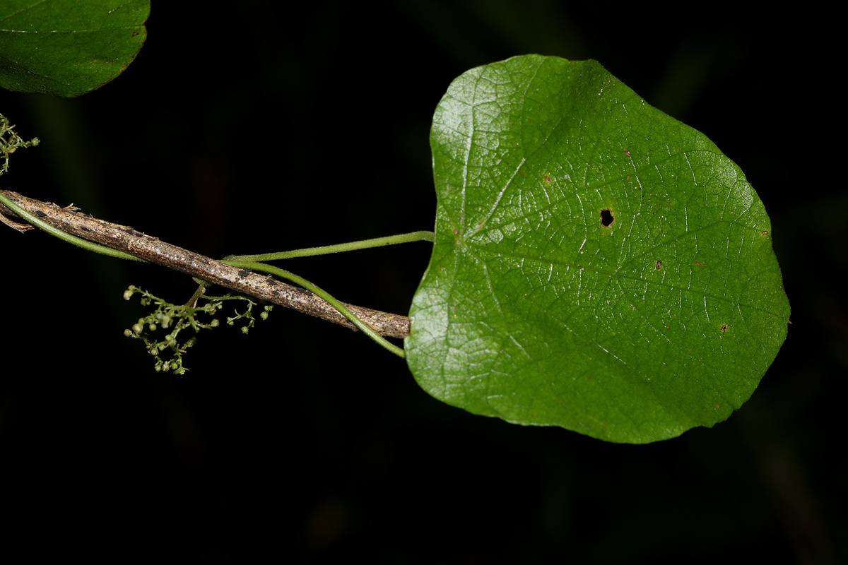 Cissampelos pareira var. hirsuta