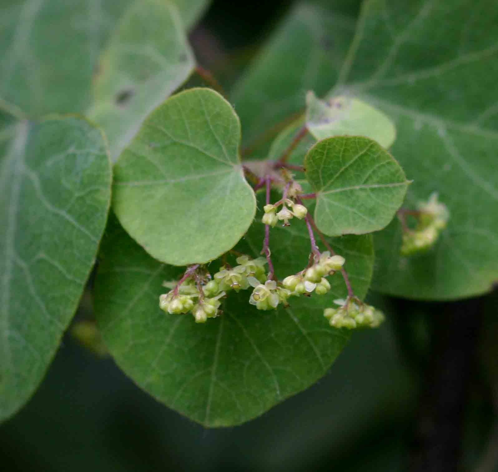 Cissampelos torulosa