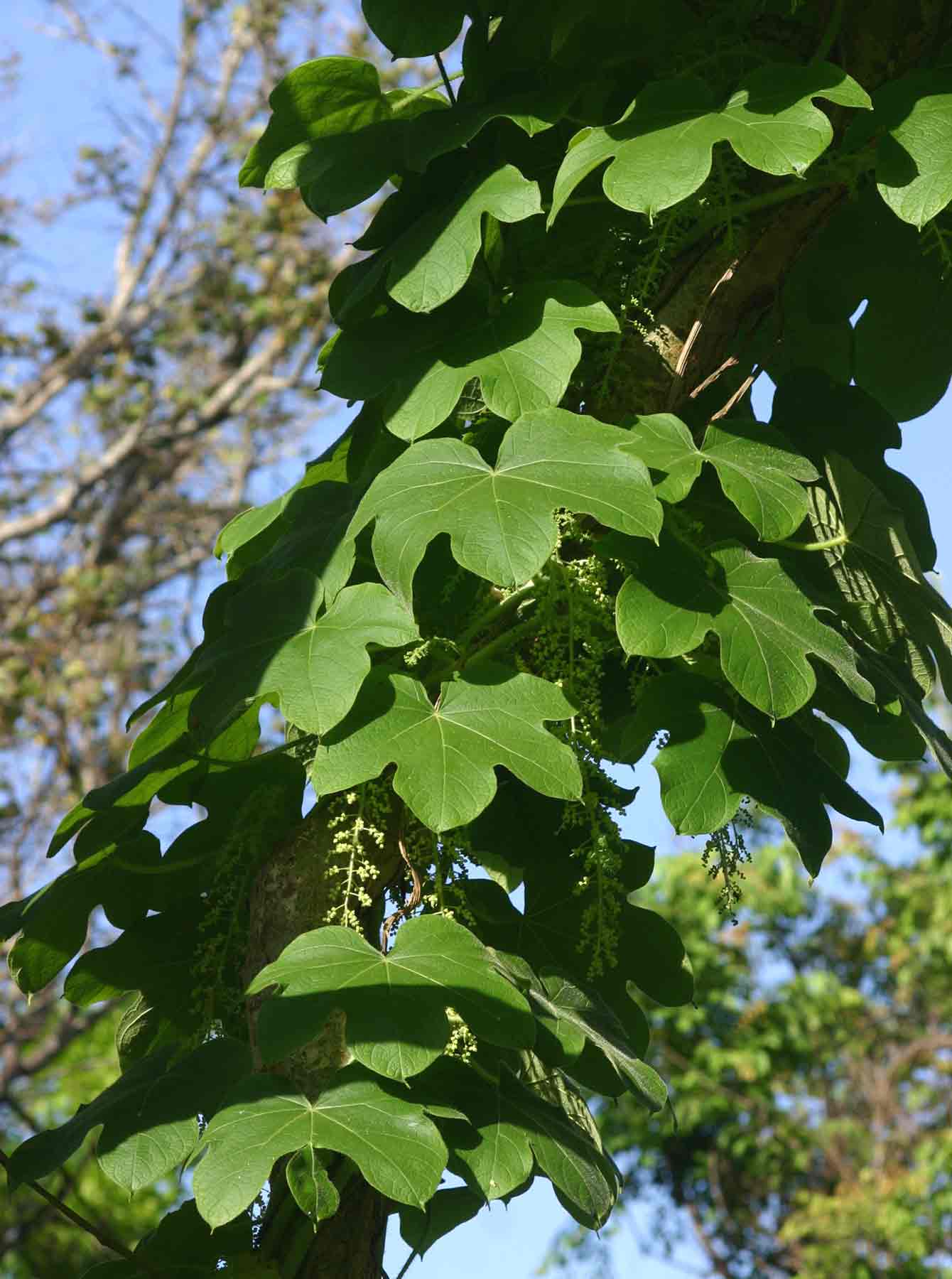 Jateorhiza palmata