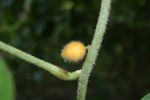 Jateorhiza palmata