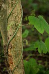 Jateorhiza palmata